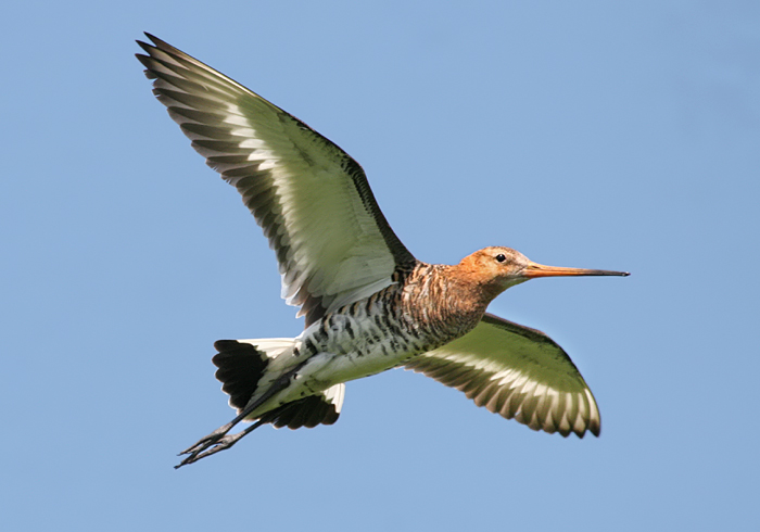 Geen ziel die opstijgt zonder vogels – interview met Ton Lemaire